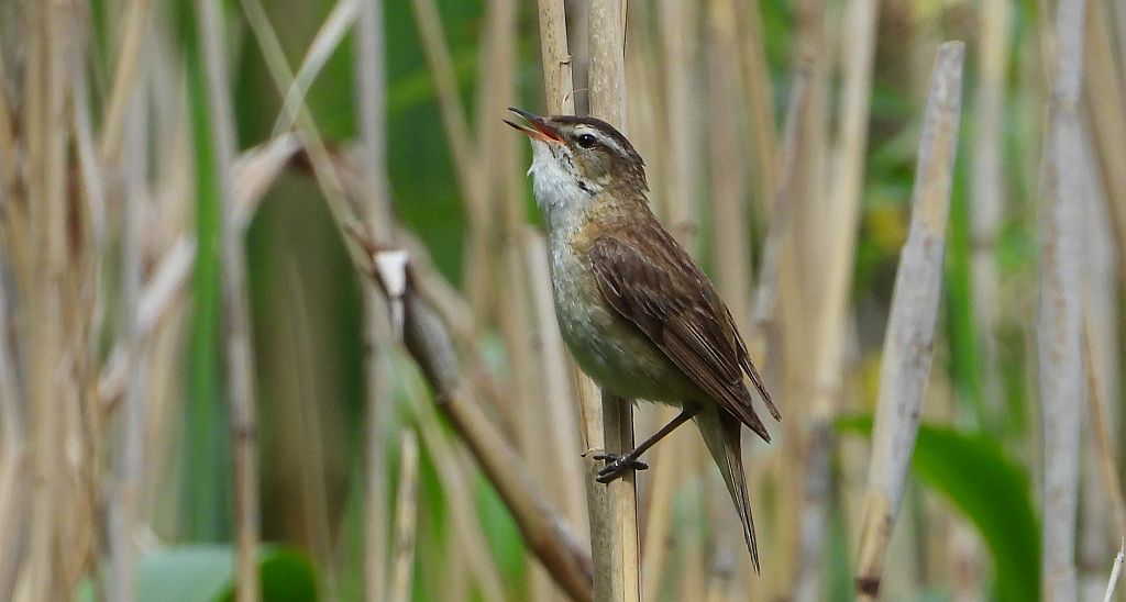 Rokitniczka (Acrocephalus schoenobaenus)