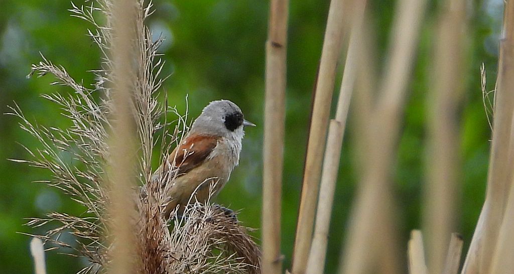 Remiz zwyczajny, remiz (Remiz pendulinus)