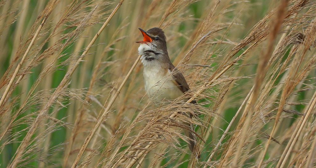 Trzciniak zwyczajny, trzciniak drozdówka, trzciniak (Acrocephalus arundinaceus)