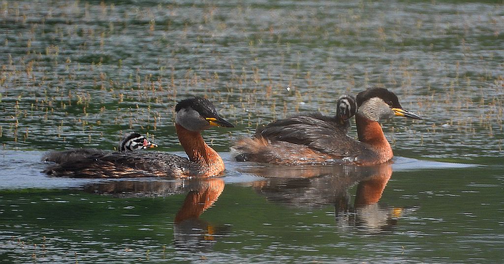 Perkoz rdzawoszyi (Podiceps grisegena)