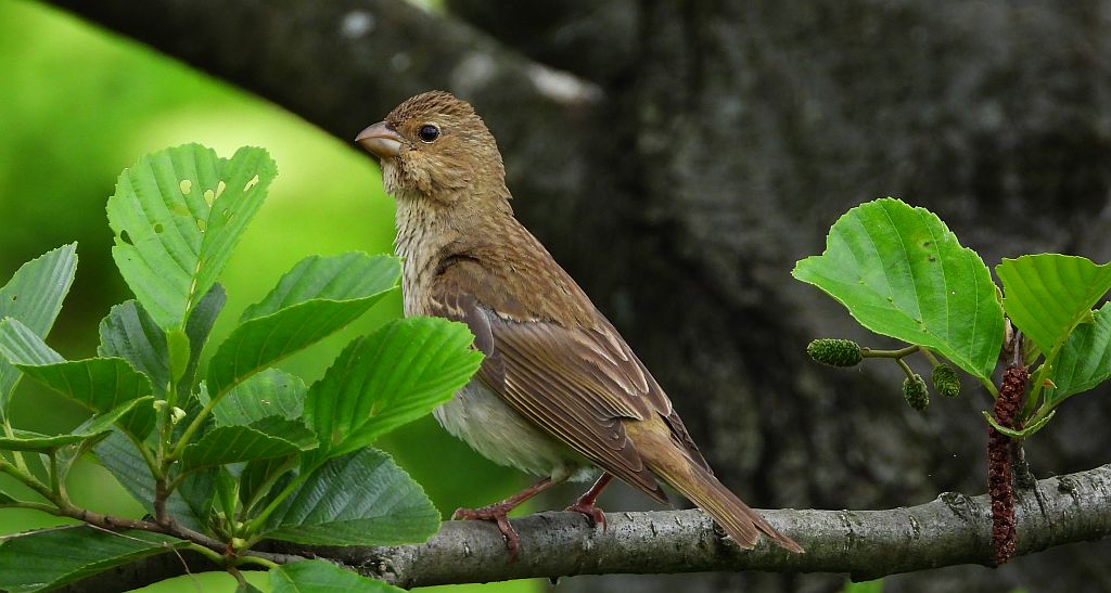 Dziwonia zwyczajna, dziwonia (Erythrina erythrinus)