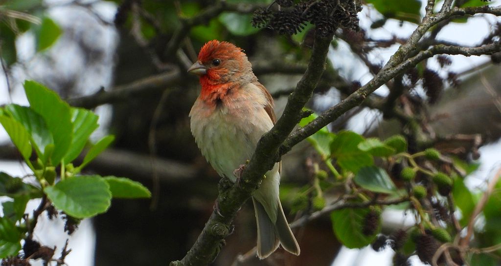 Dziwonia zwyczajna, dziwonia (Erythrina erythrinus)