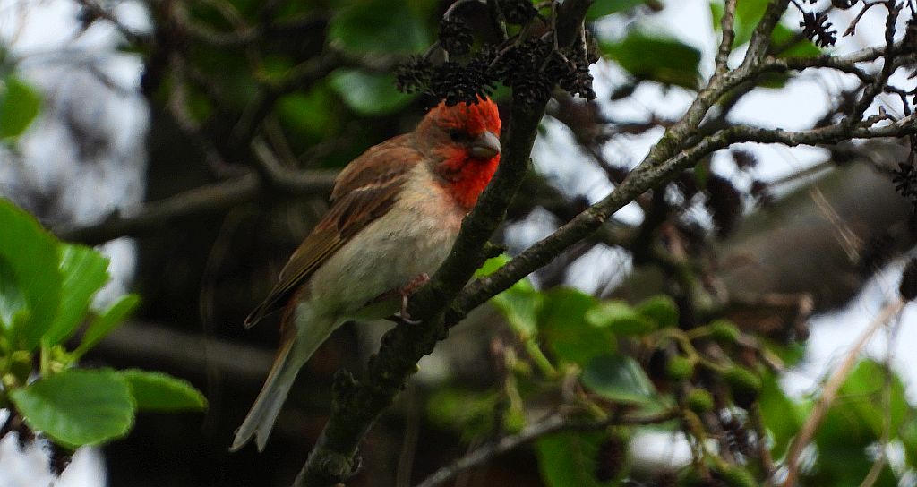 Dziwonia zwyczajna, dziwonia (Erythrina erythrinus)