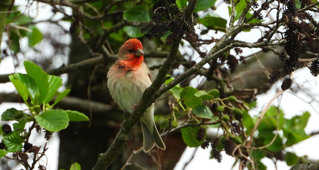 Dziwonia zwyczajna, dziwonia (Erythrina erythrinus)