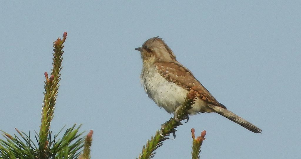 Krętogłów zwyczajny, krętogłów (Jynx torquilla)