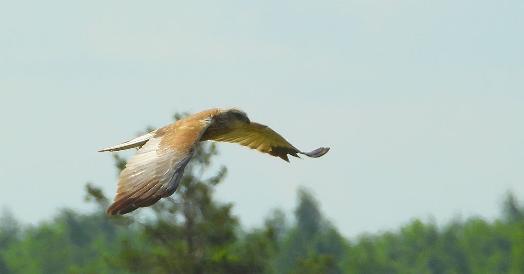 Błotniak stawowy (Circus aeruginosus)