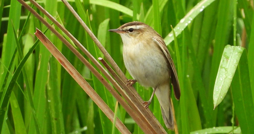 Rokitniczka (Acrocephalus schoenobaenus)