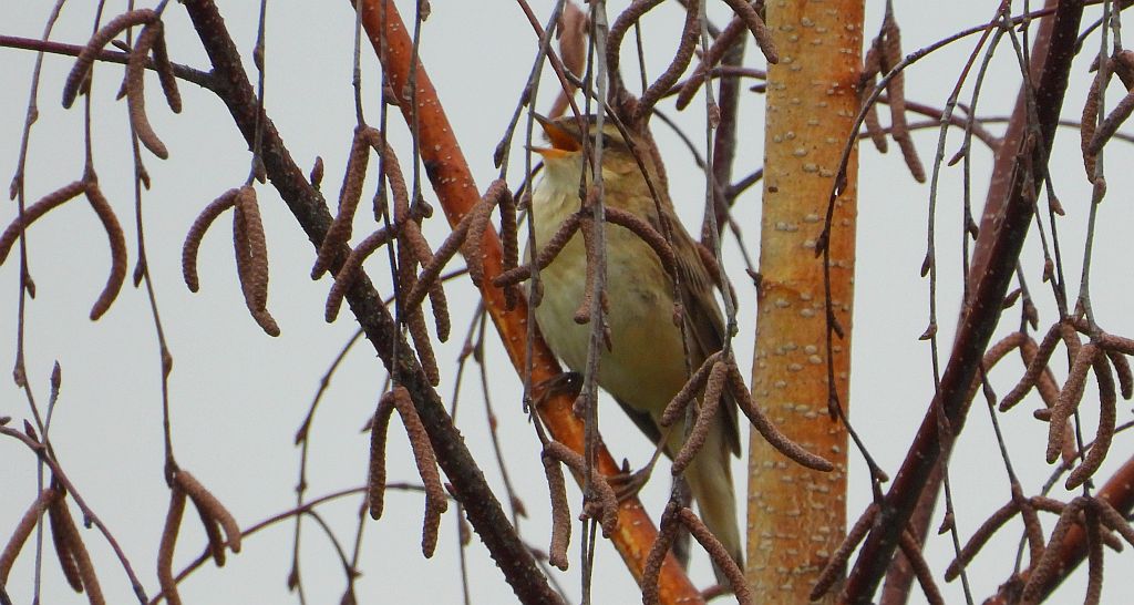 Rokitniczka (Acrocephalus schoenobaenus)