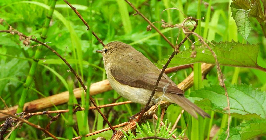 Piecuszek (Phylloscopus trochilus)