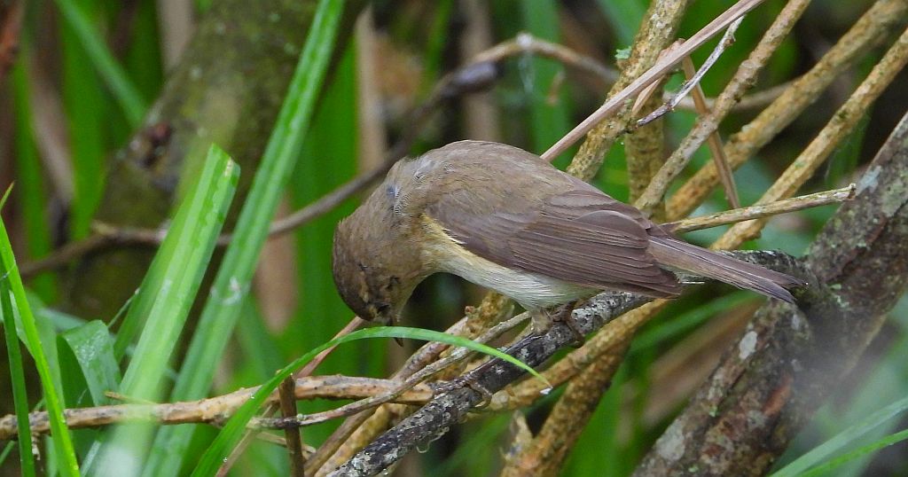 Piecuszek (Phylloscopus trochilus)