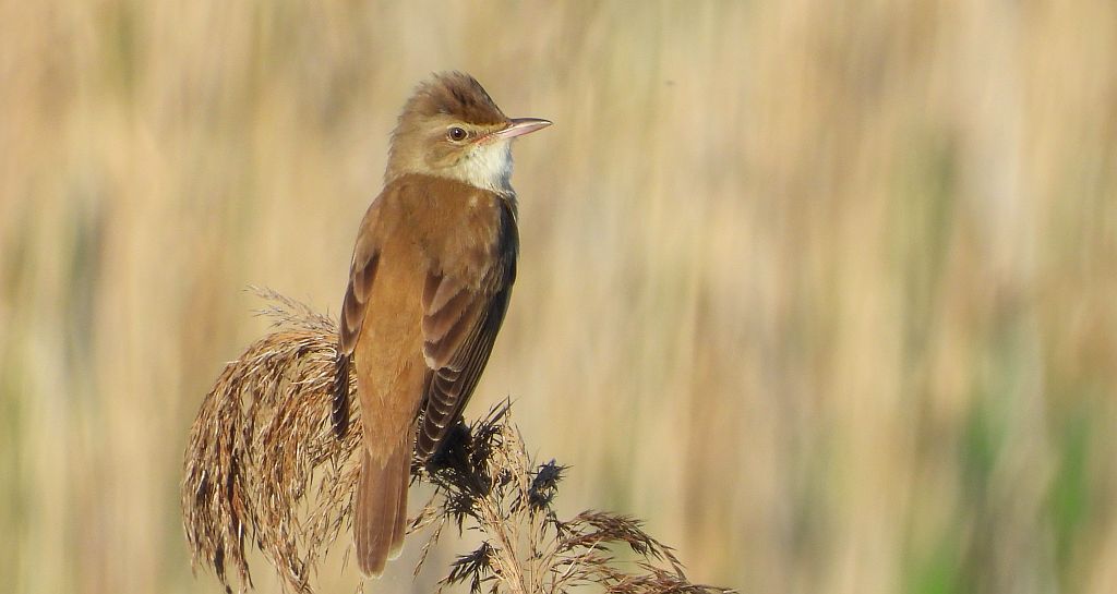 Trzciniak zwyczajny, trzciniak drozdówka, trzciniak (Acrocephalus arundinaceus)