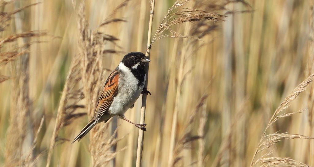 Potrzos zwyczajny, potrzos (Schoeniclus schoeniclus)