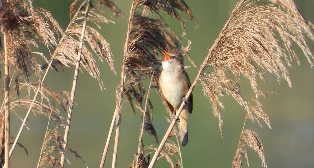 Trzciniak zwyczajny, trzciniak drozdówka, trzciniak (Acrocephalus arundinaceus)