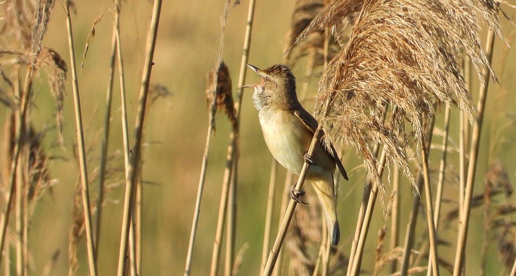 Trzciniak zwyczajny, trzciniak drozdówka, trzciniak (Acrocephalus arundinaceus)