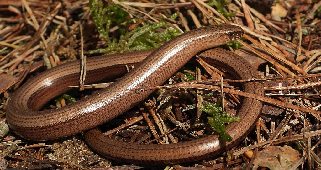 Padalec zwyczajny (Anguis fragilis)