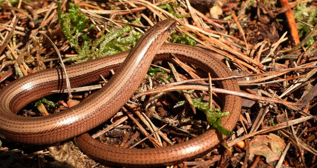 Padalec zwyczajny (Anguis fragilis)