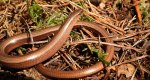 Padalec zwyczajny (Anguis fragilis)