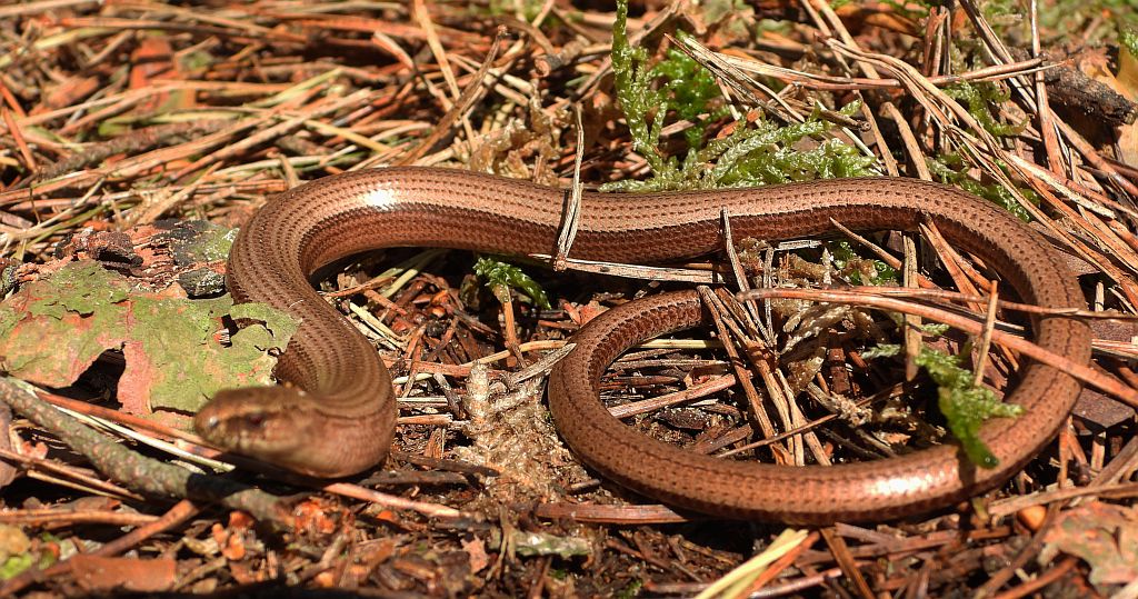 Padalec zwyczajny (Anguis fragilis)