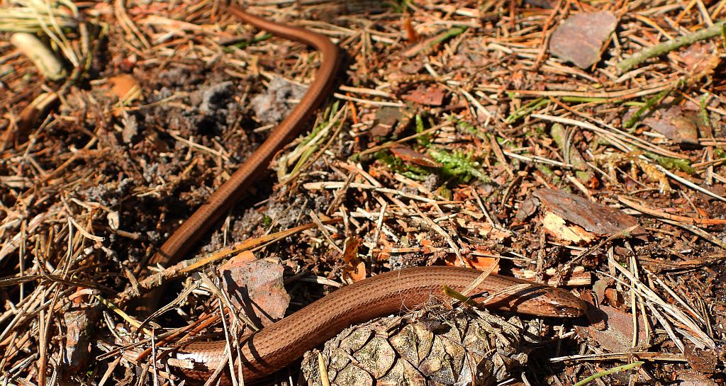 Padalec zwyczajny (Anguis fragilis)