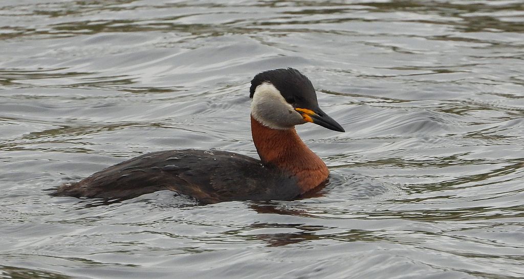 Perkoz rdzawoszyi (Podiceps grisegena)