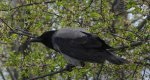 Wrona siwa, wrona (Corvus corone)