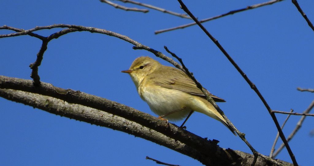 Piecuszek (Phylloscopus trochilus)