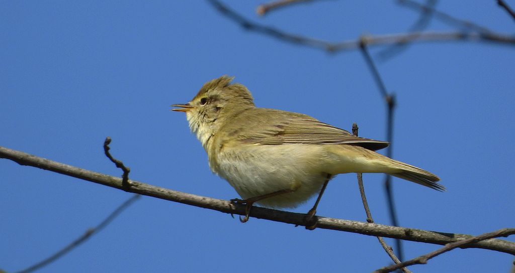 Piecuszek (Phylloscopus trochilus)