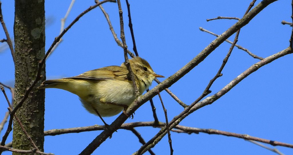 Piecuszek (Phylloscopus trochilus)