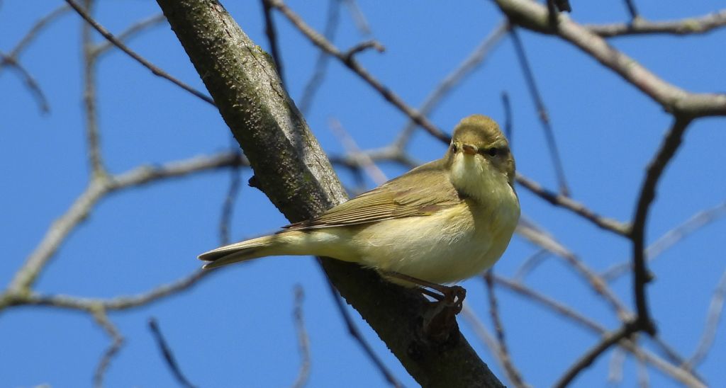Piecuszek (Phylloscopus trochilus)
