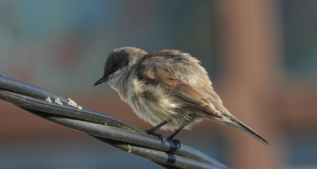 Muchołówka mała (Ficedula parva)