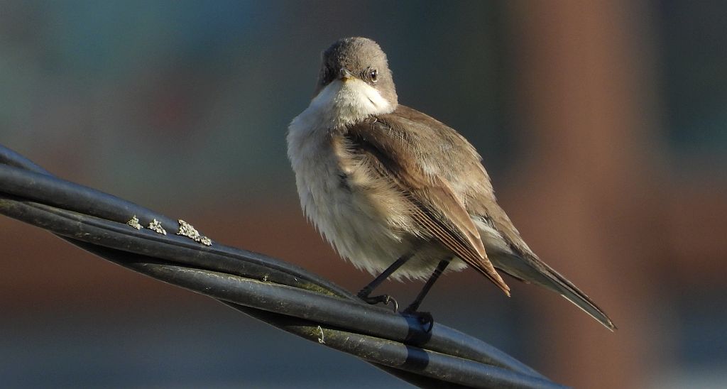 Muchołówka mała (Ficedula parva)