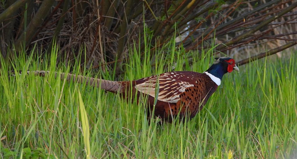 Bażant zwyczajny, bażant (Phasianus colchicus)