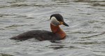 Perkoz rdzawoszyi (Podiceps grisegena)