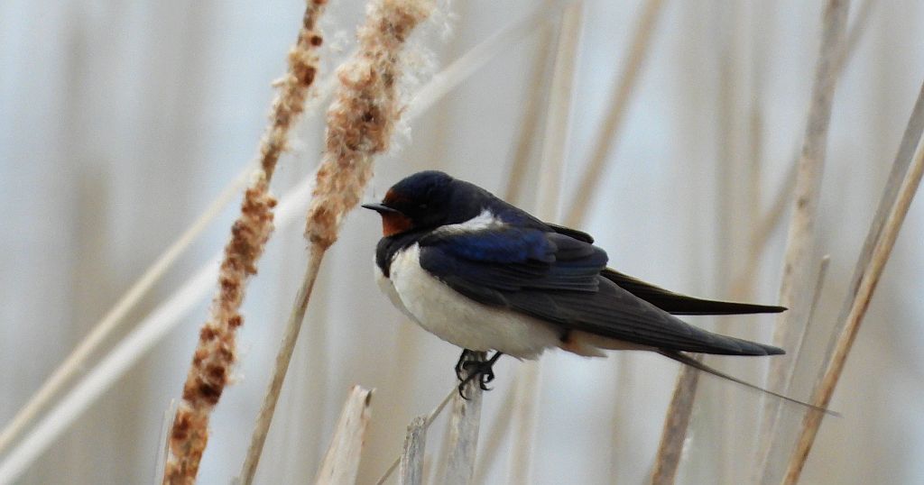 Dymówka, jaskółka dymówka (Hirundo rustica)