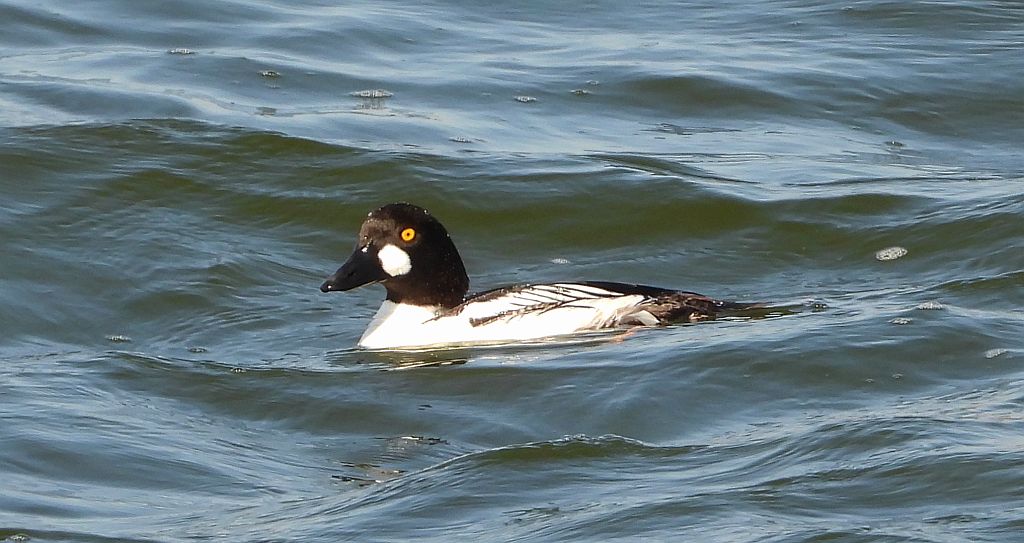 Gągoł (Bucephala clangula)