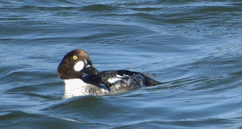 Gągoł (Bucephala clangula)