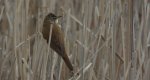 Trzciniak zwyczajny, trzciniak drozdówka, trzciniak (Acrocephalus arundinaceus)