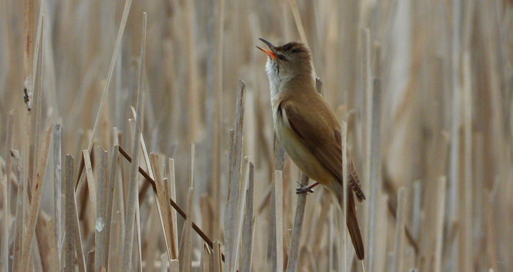 Trzciniak zwyczajny, trzciniak drozdówka, trzciniak (Acrocephalus arundinaceus)
