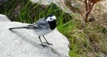 Pliszka siwa (Motacilla alba)