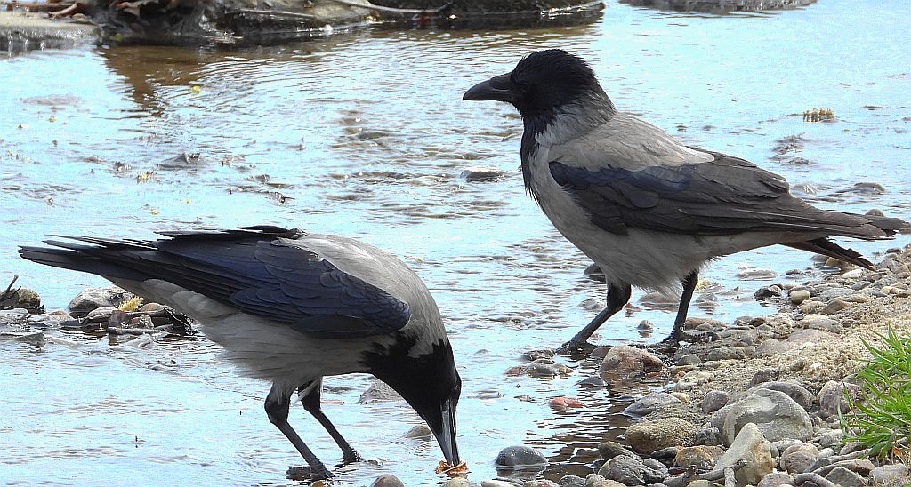 Wrona siwa, wrona (Corvus corone)