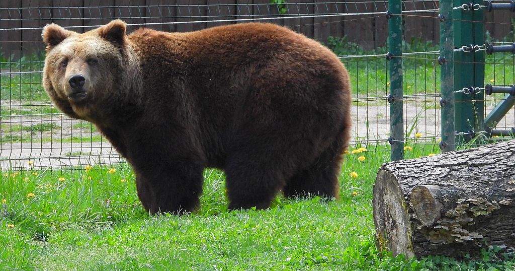 Niedźwiedź brunatny (Ursus arctos)