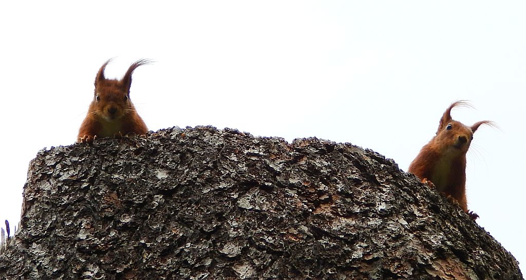 Wiewiórka pospolita, wiewiórka (Sciurus vulgaris)