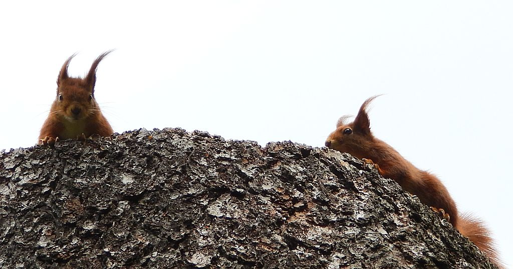 Wiewiórka pospolita, wiewiórka (Sciurus vulgaris)