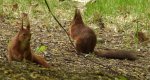 Wiewiórka pospolita, wiewiórka (Sciurus vulgaris)