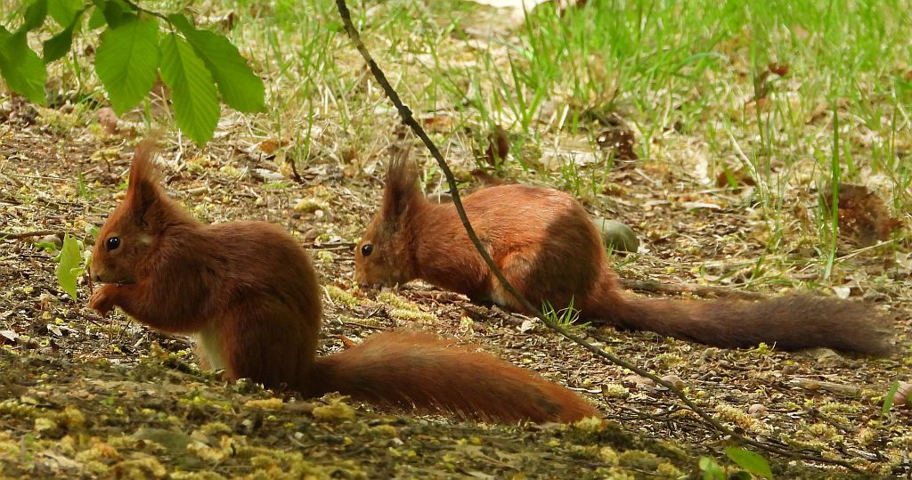 Wiewiórka pospolita, wiewiórka (Sciurus vulgaris)