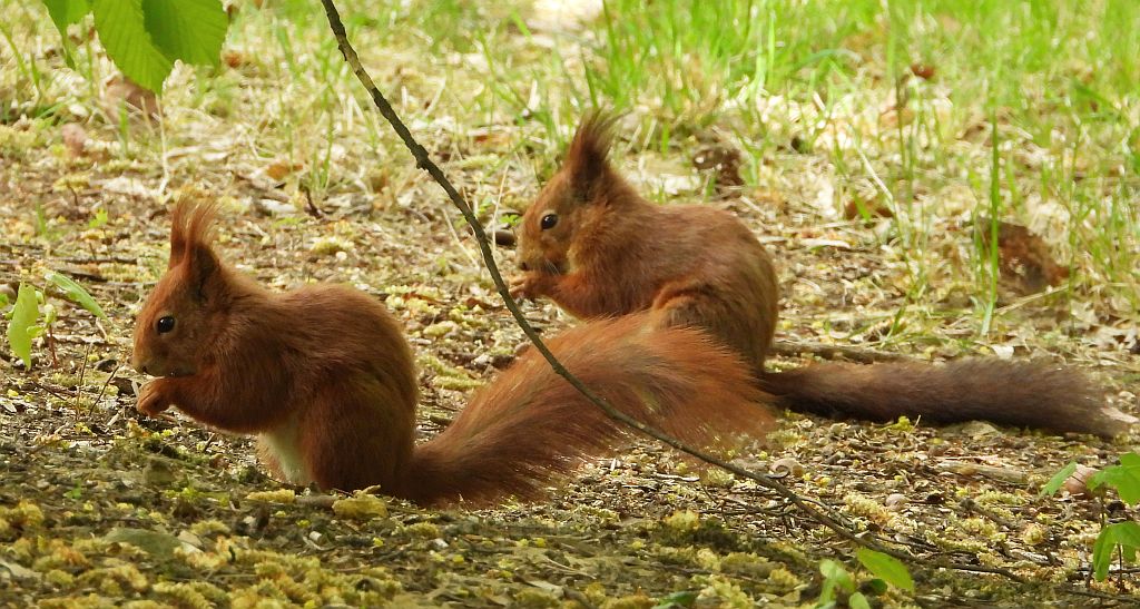 Wiewiórka pospolita, wiewiórka (Sciurus vulgaris)
