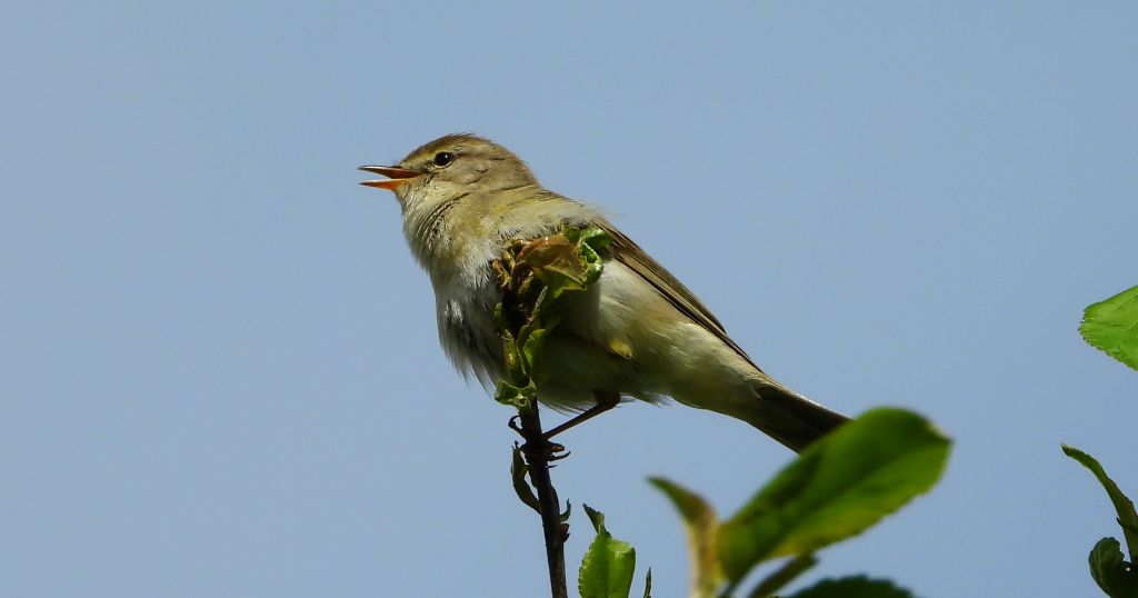 Piecuszek (Phylloscopus trochilus)
