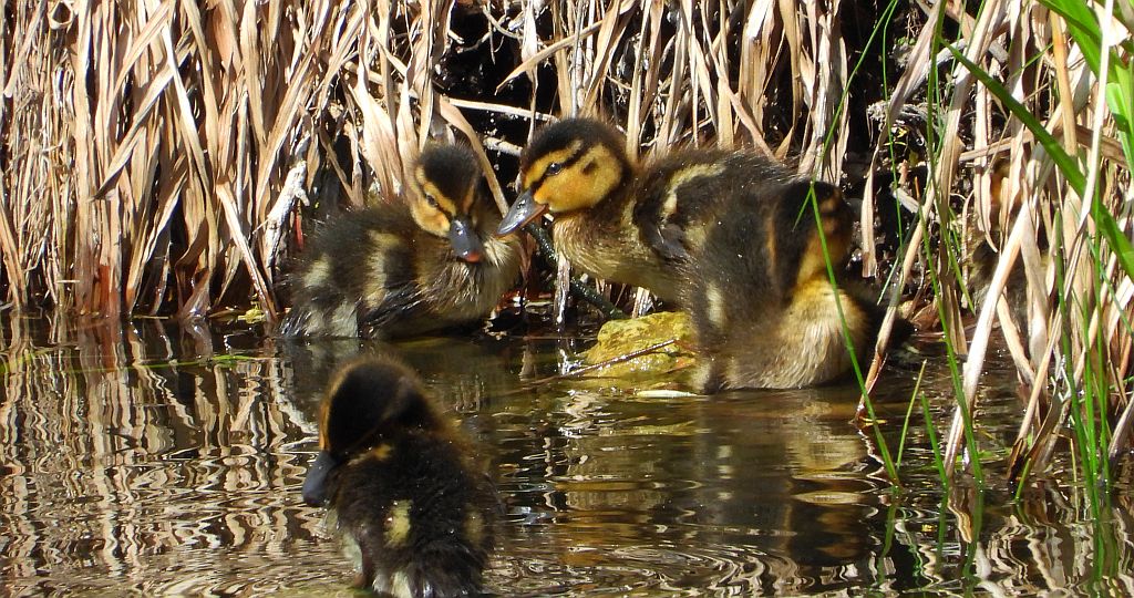 Krzyżówka, kaczka krzyżówka (Anas platyrhynchos)