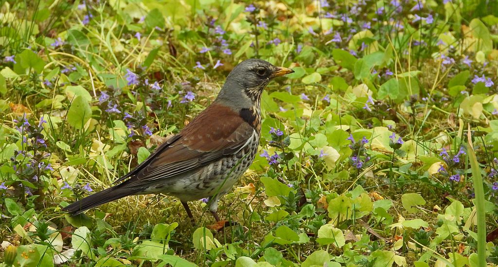 Kwiczoł (Turdus pilaris)