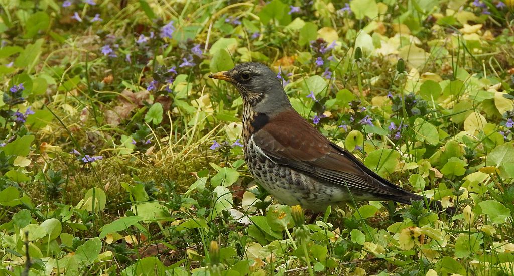 Kwiczoł (Turdus pilaris)